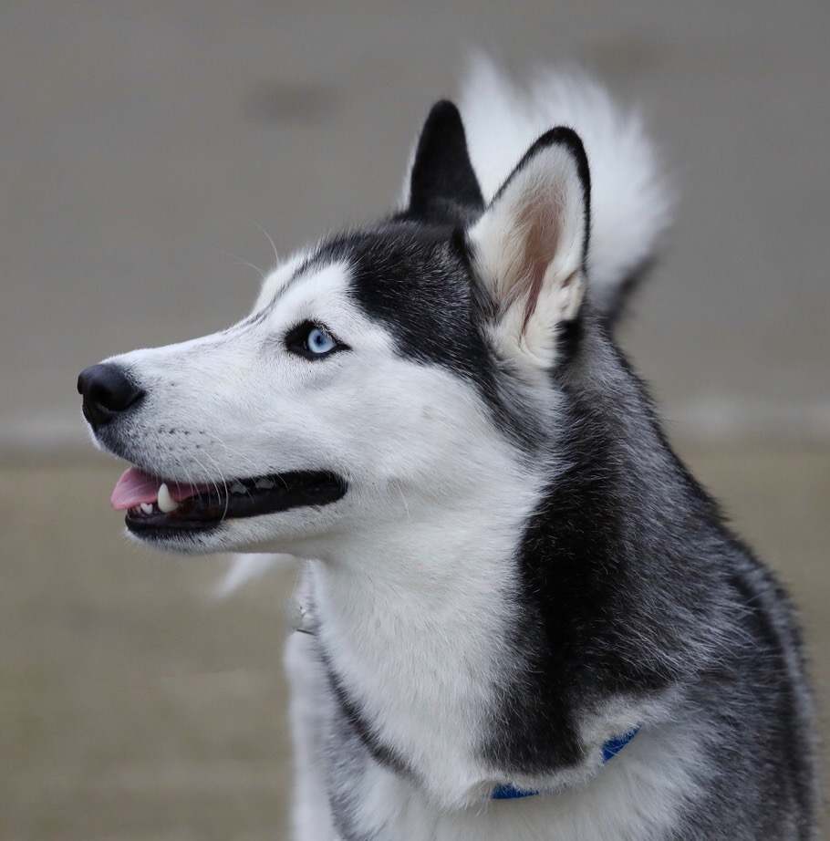 Please share: NEBRASKA MAN WON'T GIVE UP SEARCH FOR MISSING DOG. Nala was last seen in Arnold, NE on 2/9/18. Since then, Pat Peterson of Omaha has been searching every day for his beloved "family member". He's made over 4000 contacts throughout the United States.  -MORE- <a href="/yashar/">Yashar Ali 🐘</a>