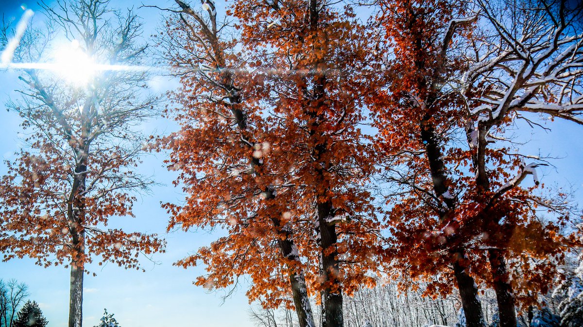 CiracoPhotosMN's tweet photo. High noon.
#winterinmarch #winter2019 #MNphotography #photography #winterphotography #YourShot #treephotography #orangeleaves
#MinnesotaExposure #March2019 #minnesotawinter #sunrays
#ciracophotography https://t.co/19J0q5IADW