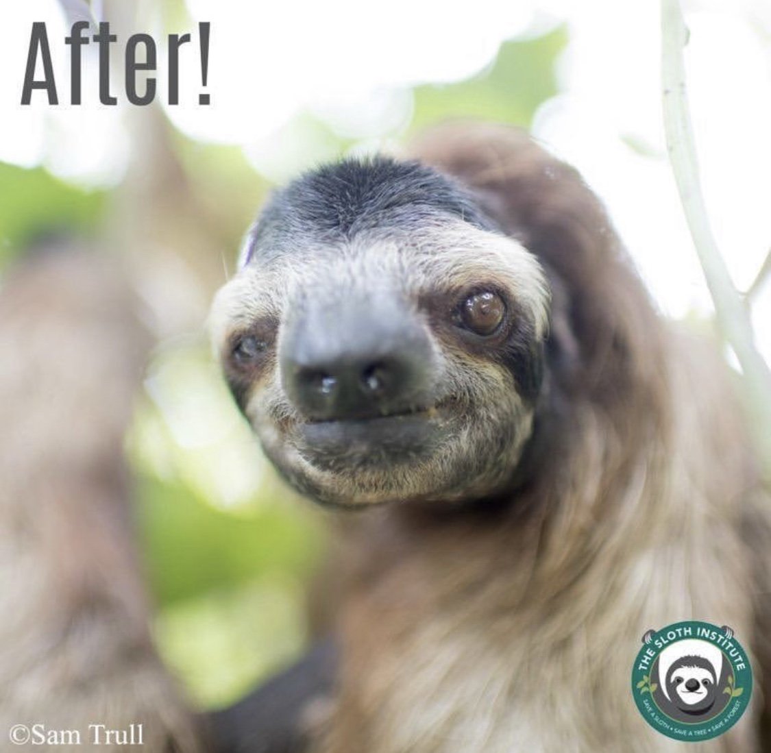 slothinstitute's tweet photo. Isn’t Merlin looking so handsome?! We’re happy to say he was released! Read all about it at https://t.co/2u78uI3CLo ! #slothdiaries #sloth #transformationtuesday https://t.co/CVfSqcVMfr