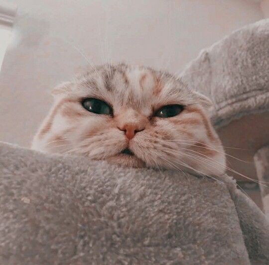 น้องแงว tweet media