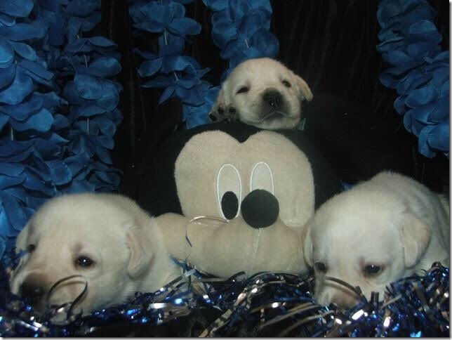EmmaTolkin's tweet photo. I REPEAT: ONE OF THESE FLUFFBUBS IS OUR NEW FAMILY DOG, PILOT, AND HE WAS BORN ON VALENTINES DAY #PSA #IMPORTANTDOG #PILOT #ANGEL https://t.co/HGJP9EoNkb