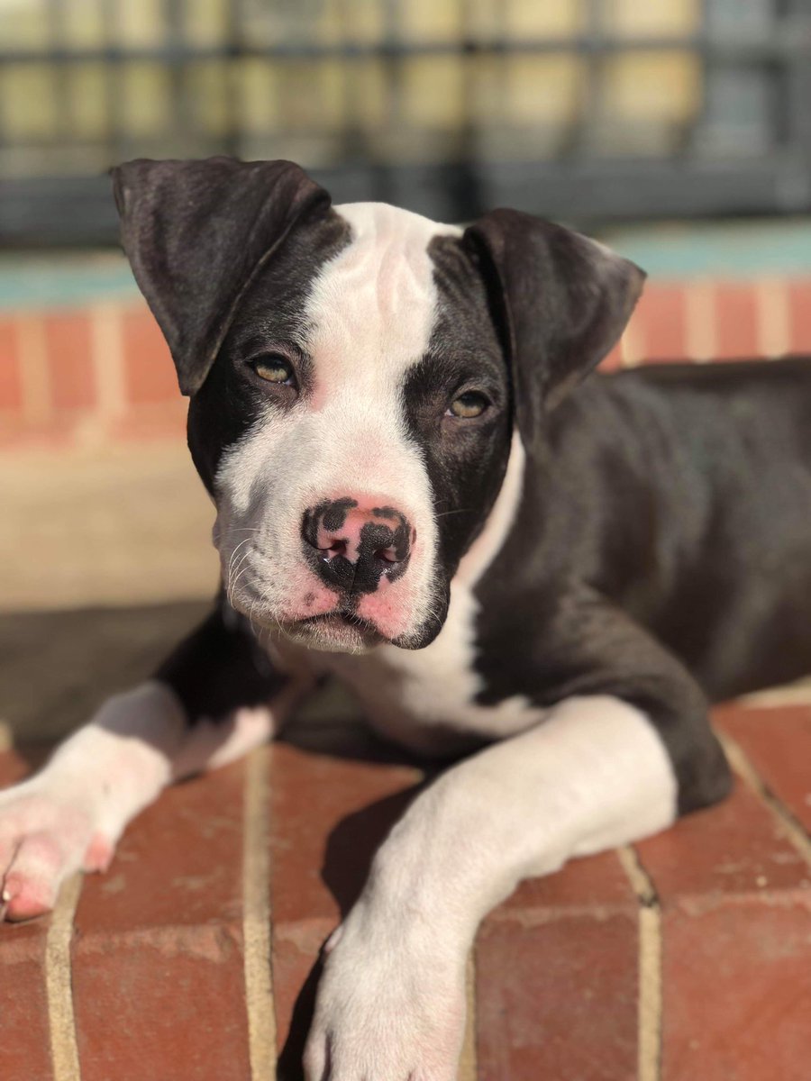 p_barrow's tweet photo. Oh yeah, y’all meet King 🐶🤴🏼 https://t.co/62nQ94KqQ1