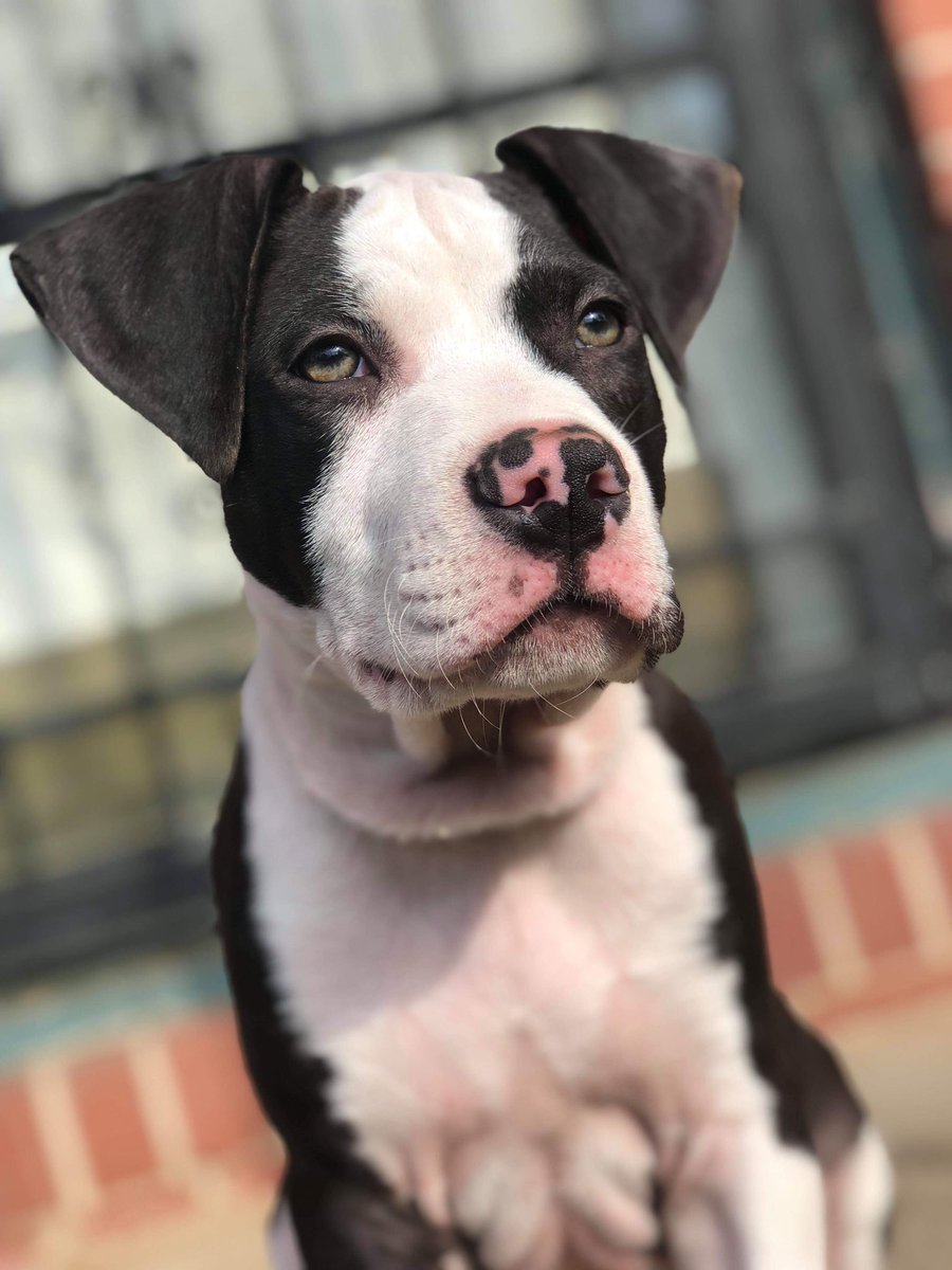 p_barrow's tweet photo. Oh yeah, y’all meet King 🐶🤴🏼 https://t.co/62nQ94KqQ1