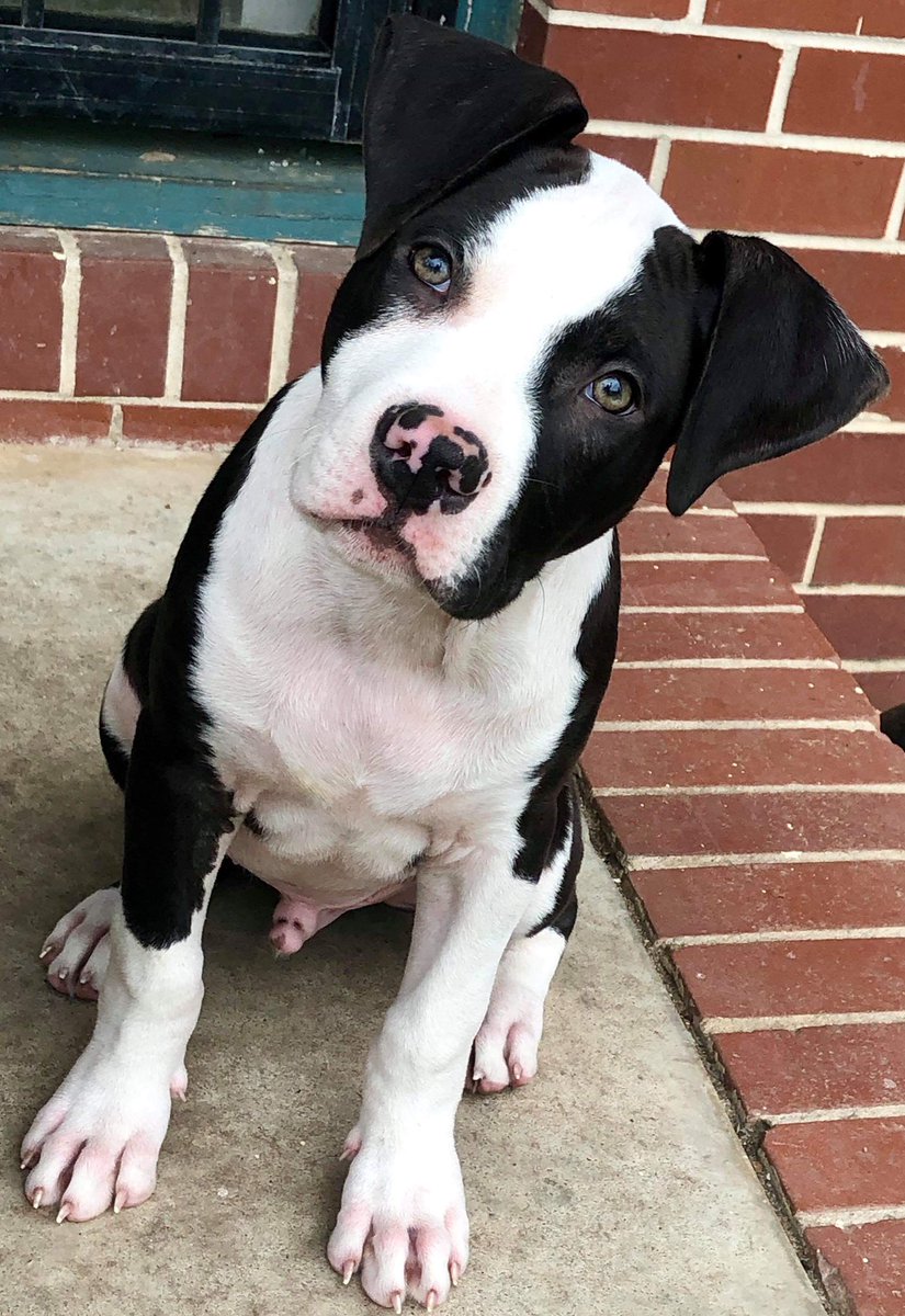 p_barrow's tweet photo. Oh yeah, y’all meet King 🐶🤴🏼 https://t.co/62nQ94KqQ1