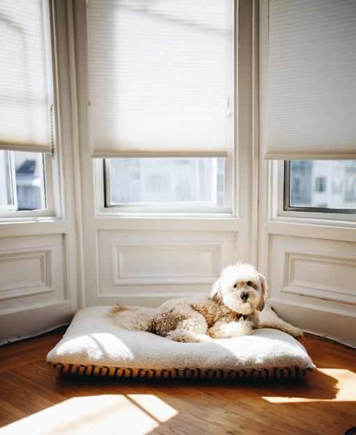 DeliveryQuoteAU's tweet photo. We have the perfect removalist companies that will suit all your needs, discover more with Delivery Quote Compare! 
#dognotincluded #puppy #moving #removal #discover #DQC #move #house https://t.co/Ws8dW7ytV0