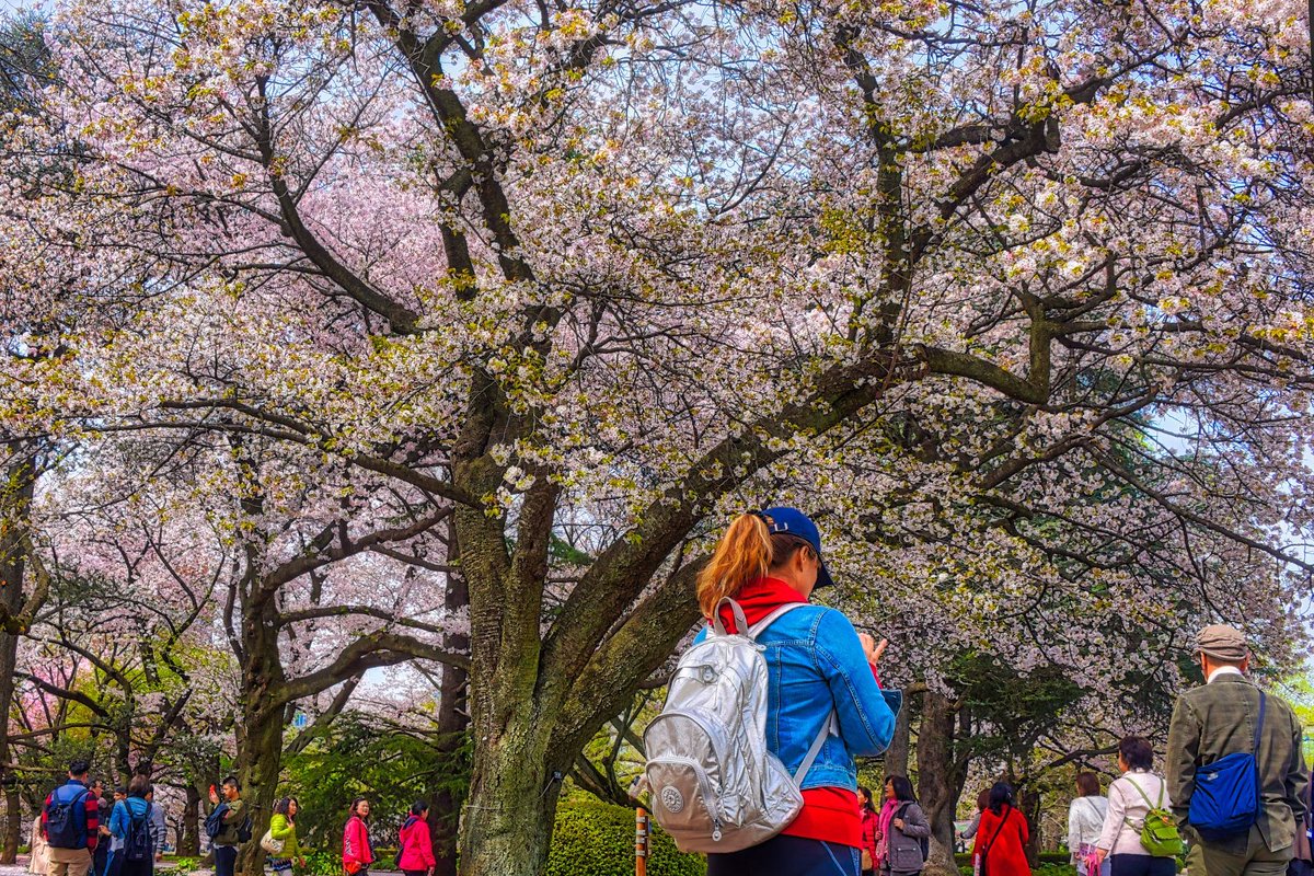 Cherry Blossoms time at Shinjuku Gyo-en (新宿御苑) Gardens.   My wife is checking her own shots of sakura also.  
#lostinresfeber #resfeber #bucketlist #travel #photography #japan #tokyo  #cherryblossom #travel #familytravels #familytraveltribe #familywanderlust