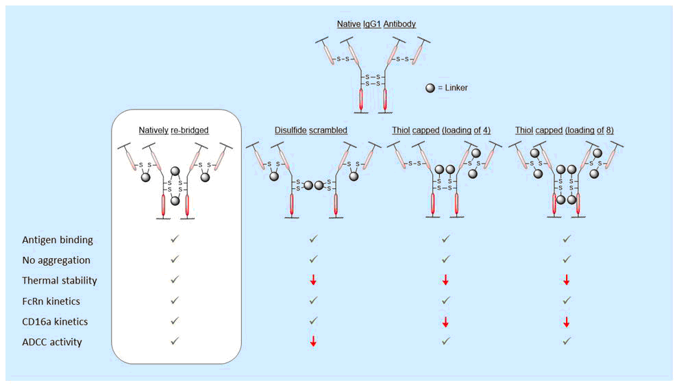 VijayChudasama_'s tweet photo. Correctly/natively re-bridging your disulfide bonds when you conjugate to an antibody matters!! - Check out our investigation led by Calise Bahou in collaboration with @lifearc1 - https://t.co/DS3TMUO9tM @UCLChemistry @BioconjChem https://t.co/wDcAsdrqyk