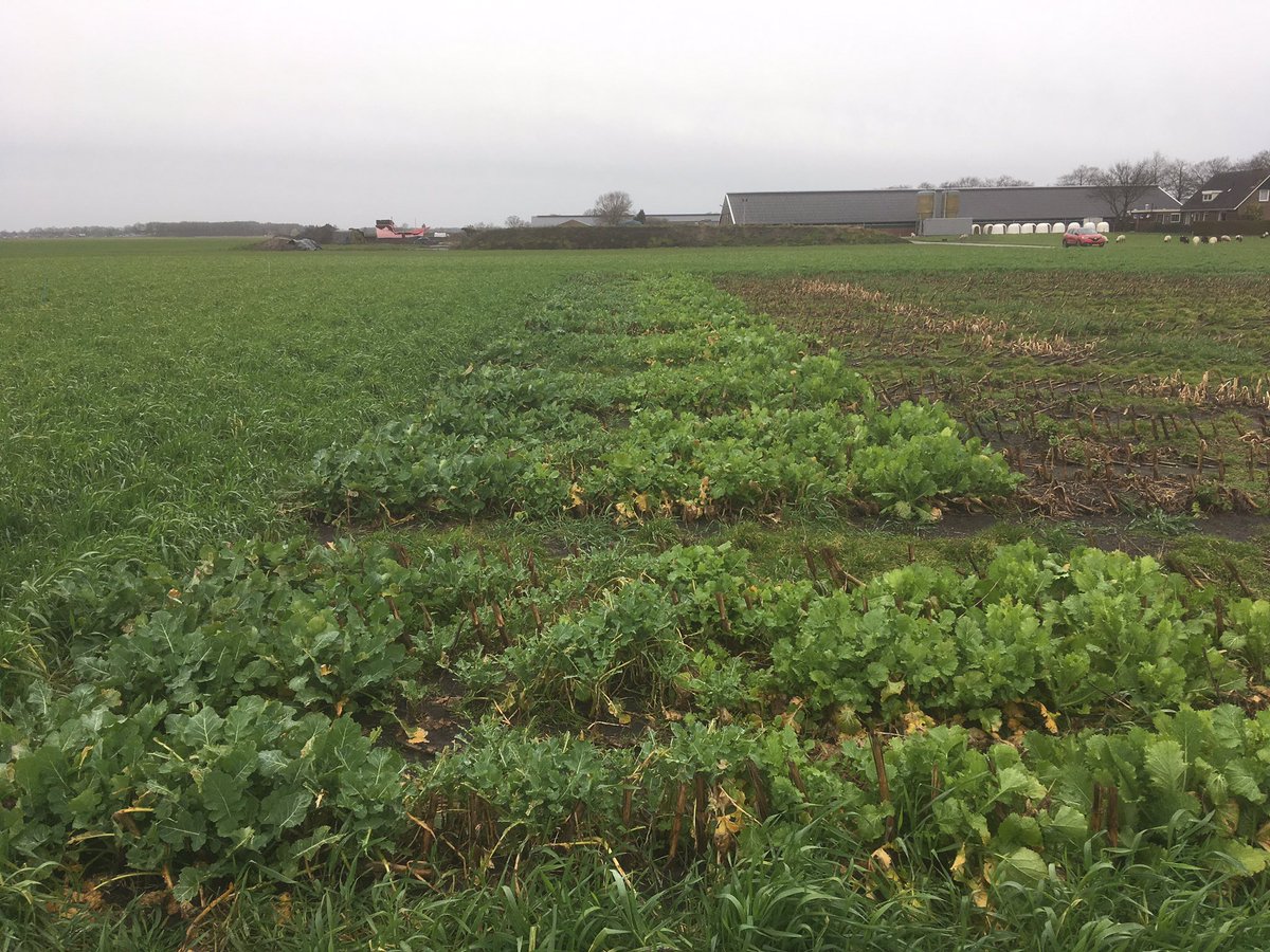 SUwland's tweet image. #Onderzaai demo #mais ook nu nog interessant! Naast grassen ook andere gewassen welke het goed doen. Blijf wel mais telen, denk aan goede onkruidbestrijding. Grassen- en wortelonkruiden blijven lastig! #Capreno #MonsoonActive #Laudis #teambayerbenelux @BayerCropNL