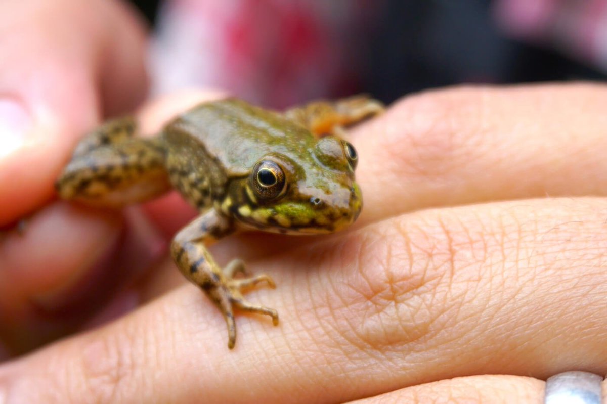 Frog Skin May Hold the Answer to Antibacterial Resistance via <a href="/ibizbook/">iBizBook</a> ibizbook.com/live/blogs/212…