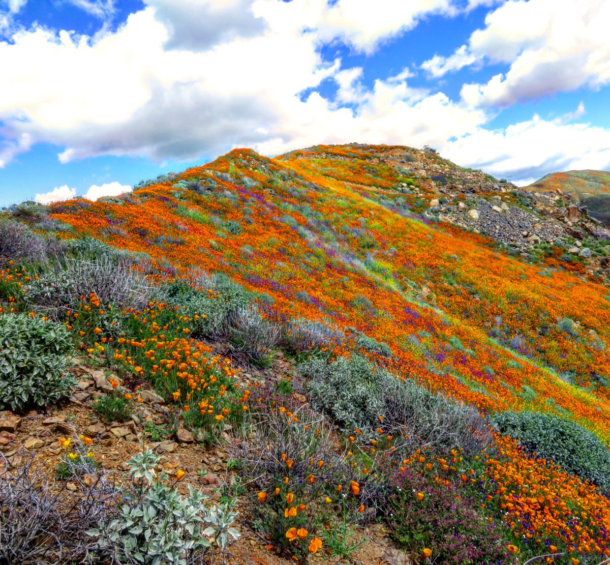 MajorHole's tweet photo. The great #superbloom of 2019 has begun. If you are anywhere in #SouthernCalifornia get out and see them for yourselves. #poppies #travel https://t.co/qRJGWJSJf7