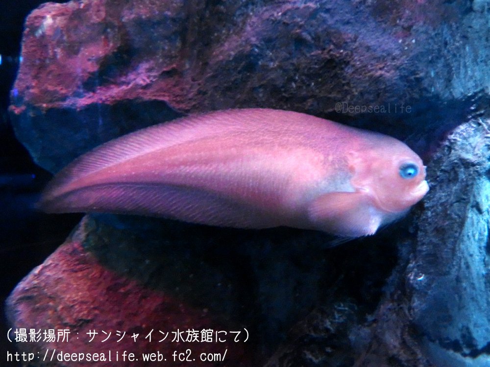 水族館で見られる深海生物bot בטוויטר ザラビクニン 全体的にピンク色かかったおたまじゃくし体系の魚 体はゼリー状の物質に覆われており ぶよぶよしていて柔らかい 名前の由来は皮膚がザラザラしている事である T Co Kbylulm73q T Co Ypv7tfixt7