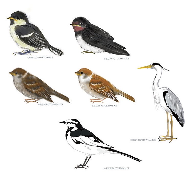 50 野鳥 イラスト かわいいフリー素材集 いらすとや