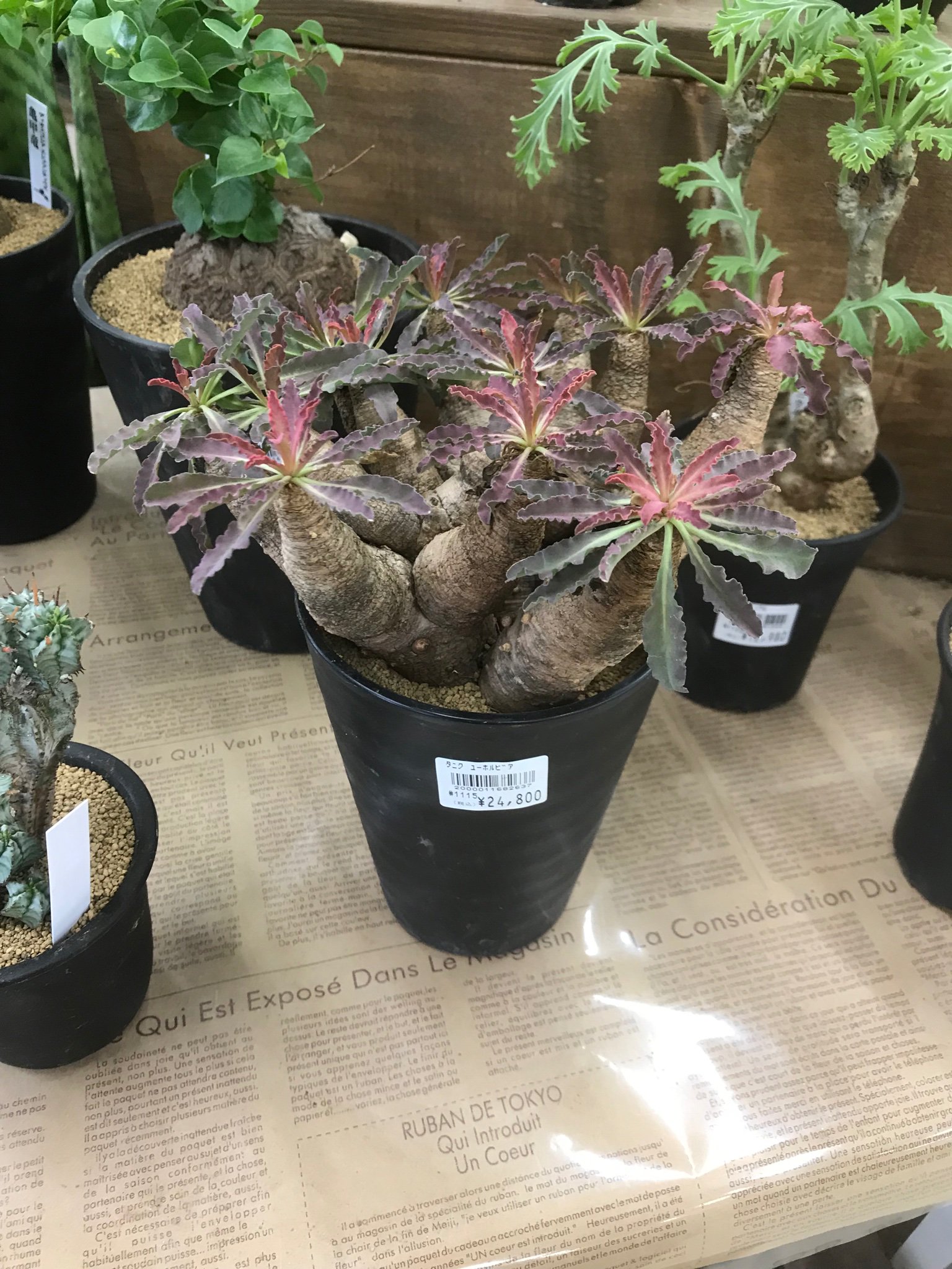 良型　ユーフォルビア　クリスパ ユーフォルビア・クリスパ（Euphorbia crispa）-no240104 - bio