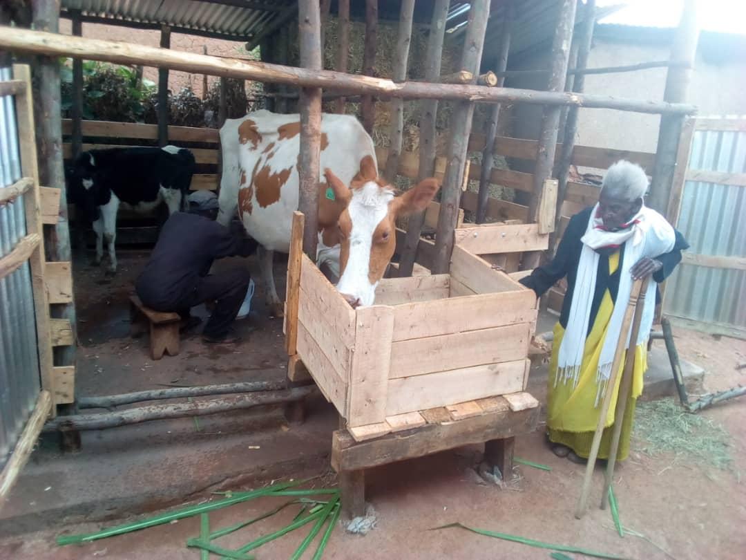 # Nyiramandwa Rachel utuye mu murenge wa Gasaka mu karere ka Nyamagabe wagabiwe Inka ikamwa na President wa Repubulika ubwo yasuraga abaturage b'akarere ka Nyamagabe kuwa 26/2/2019 

Inka yahise ayihabwa taliki 12/3/2019@ 20 litres z'amata ku munsi niyo ikamwa