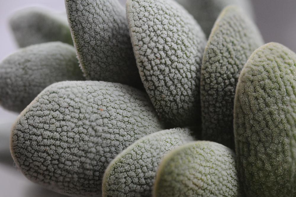 CactusSucculent's tweet image. Crassula tecta, close up. Can't get over that texture! No wonder it's the "Lizard Skin Crassula"

#bcss #succulents #crassula