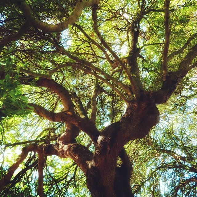 WalkingAdam1's tweet photo. The sunny but very windy walk at the weekend. The hound was a little sulky as all the squirrels were sensibly hiding away.
#oak #treemagic #tree_pictures #trees_magic #folkscenery #idyllwild #idyll #woodlandtrust
#woodlandwalks #forestrycommission #park… https://t.co/q53TXIlDbF https://t.co/9CiXFeoHDe