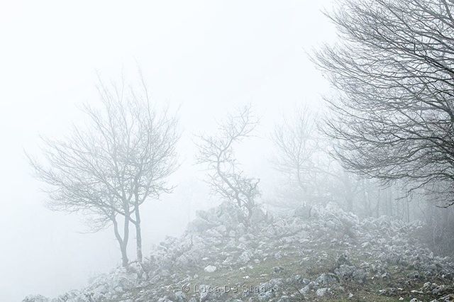 LDS_Nature_Ph's tweet photo. Transitions © Luca De Siena - All rights reserved

#natgeo #landscape #woods #bosco #nebbia #fog #mist #natureasart #fineartphotography #aurunci #trees #paesaggio #landscapephotography #nikon #nikonitalia #yourshot #instagood #tamron #mood #lucadesiena #… https://t.co/DaVz8quuyS https://t.co/nnkbC3bN6n