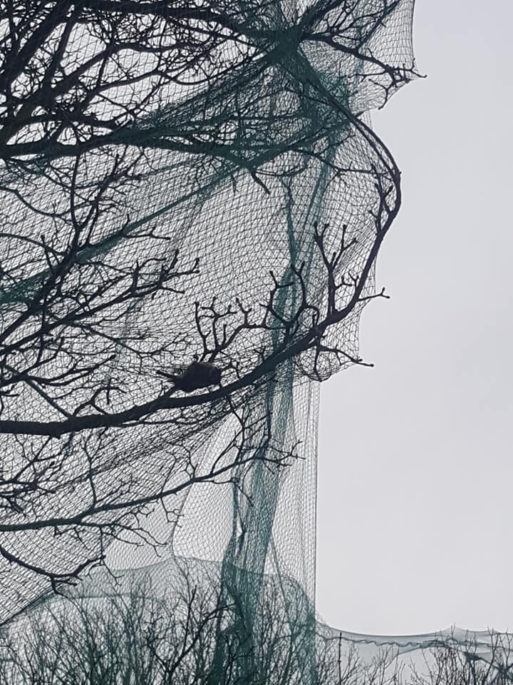blamhof's tweet image. This disgusting practice has to stop. A dead bird in netting at Whinney Hill Farm near Morpeth on a new development site. Two goldfinches were trapped in the netting too. #RSPB #ChrisPackem #NorthumberlandCountyCouncil #IanLavery #MorpethHerald #NorthumberlandGazette