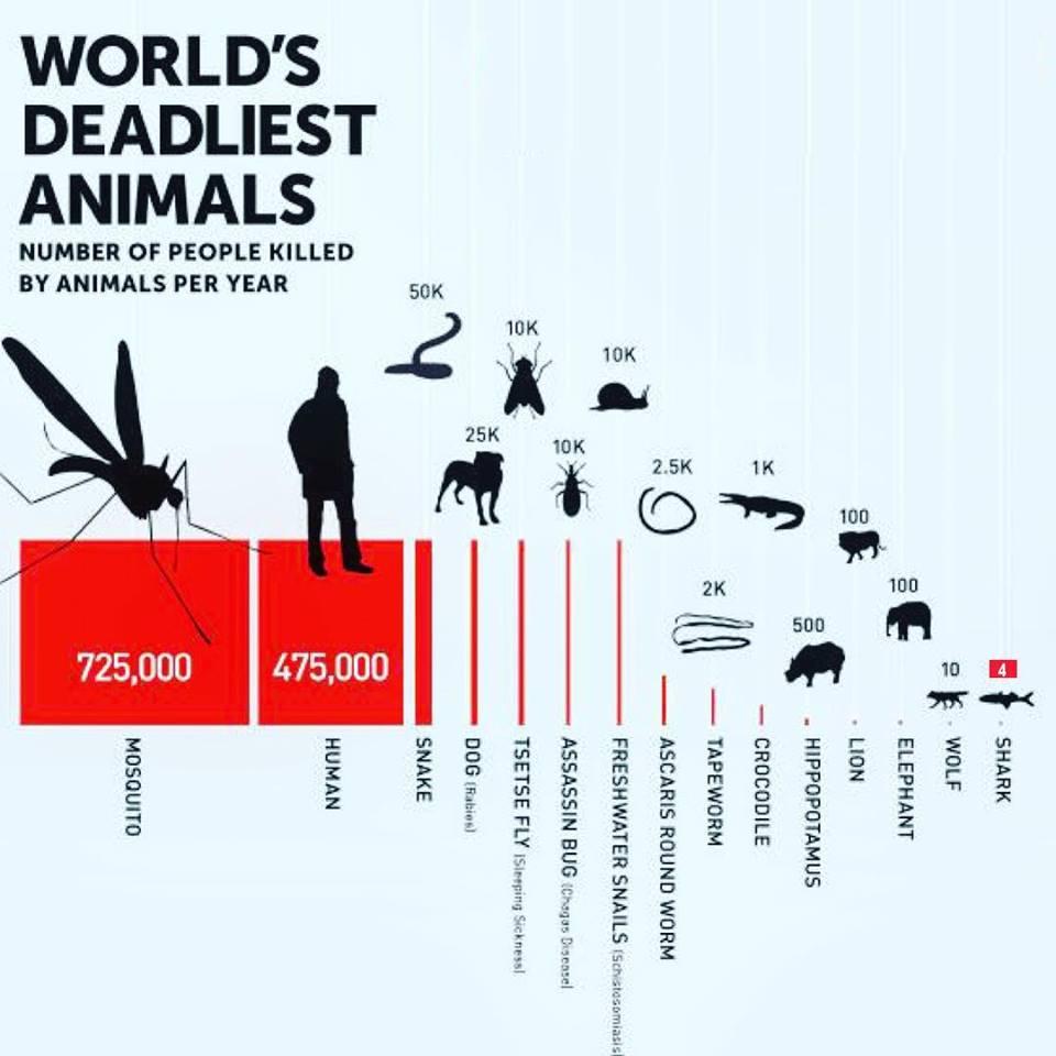 SharkEvoDevo's tweet photo. and just to remind us all. Mosquito and humans are the dangerous beasts around the planet! https://t.co/KFmjvRTnOx