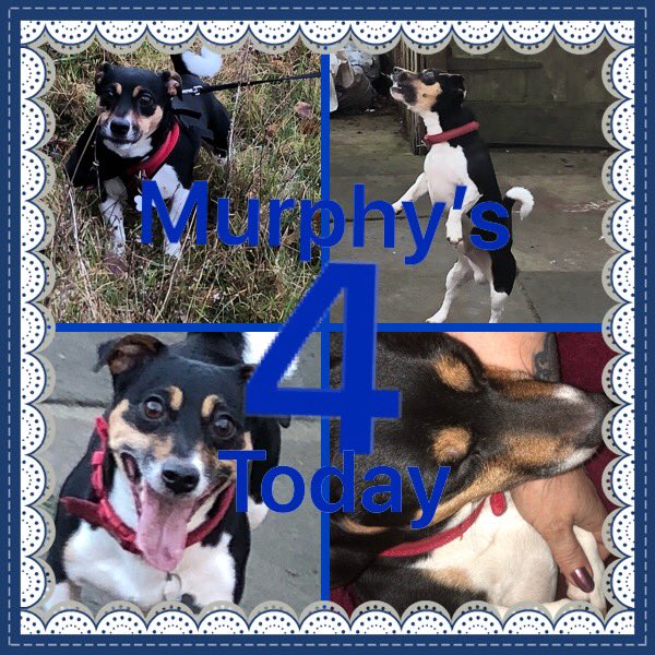 #BirthdayBuddy My wee sweetheart Murphy is 4 today😍🎂🎁🎉😘💙 wishing everyone a happy Wednesday😁🤗💜💙 #jrt #JackRussell #Birthday