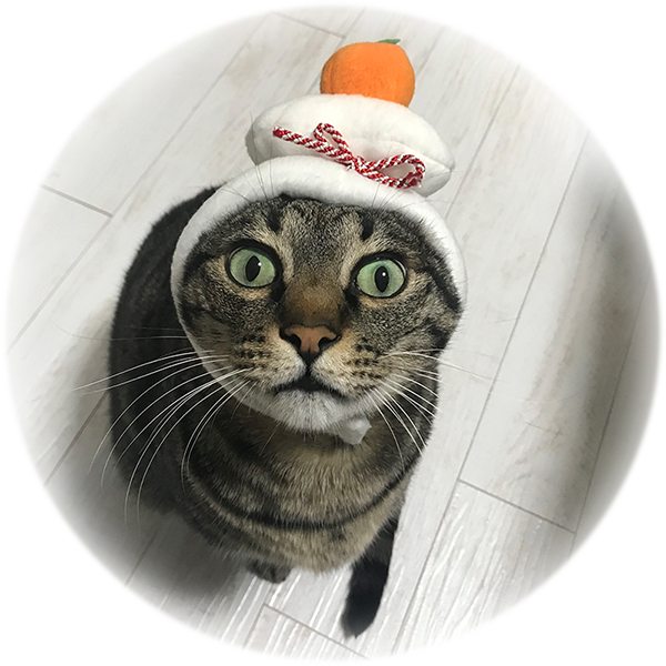 ねこのひょっこり展のtwitterイラスト検索結果