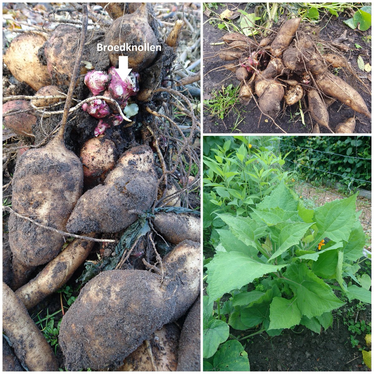 Yakon kun je nu opkweken. Zet de pot met broedknollen op een lichte plek, de broedknollen gaan dan uitlopen. Half mei kan hij worden uitgeplant op een zonnige plek. Yakon heeft een zoete smaak en knapperige textuur, vergelijkbaar met appel, peer, meloen: bit.ly/2J7qWhb