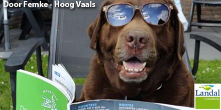 landalnl's tweet image. 🐶 Is jouw hond ook toe aan een vakantie? 🐶
bit.ly/Hondenbungalow…