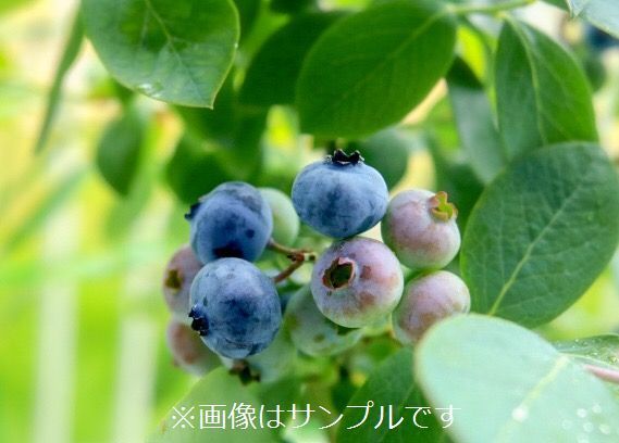 Herbal Tree Shop Nae Ya Auf Twitter ブルーベリー ティフブルー ラビットアイ系 ラビットアイ系の代表的な品種のひとつ 果実は比較的大きめで甘く 生産性も高く品質の優れたブルーベリーです 強健で育てやすく初心者の方にもおすすめです