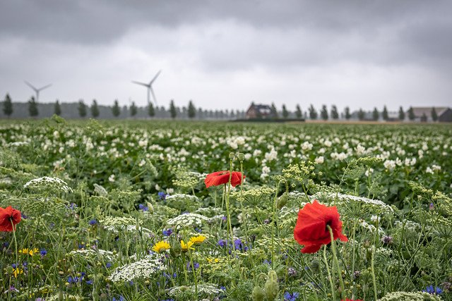 ProvincieNH's tweet photo. 15 organisaties (o.a. landbouw, milieu, onderwijs) uit Noord-Holland presenteren speerpunten voor een betere #biodiversiteit in deze #provincie. Lees het #deltaplan #GroenGoud: https://t.co/kH7EosyIQI https://t.co/MiUvuEDJ3M