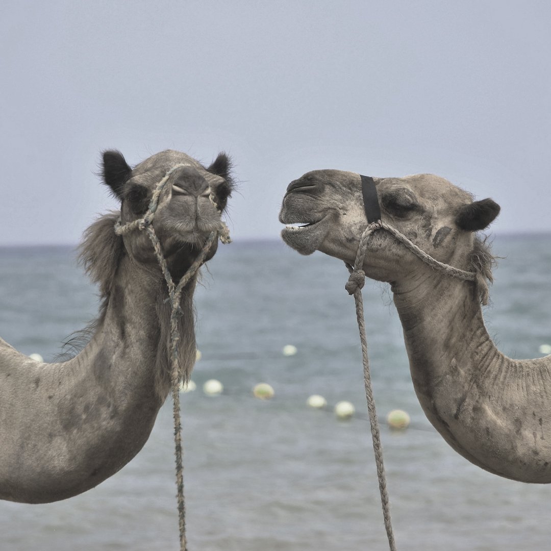 ILiveActivated's tweet image. HUMP DAY!!!

#feelgoodmood #feelgood #feelgoodnow #behappy #behappyandsmile #haveaniceday #love #loved #loveyou #loved #greathings #smile #smiles #smilers #smiler #goodvibes #goodvibesonly #goodtimes