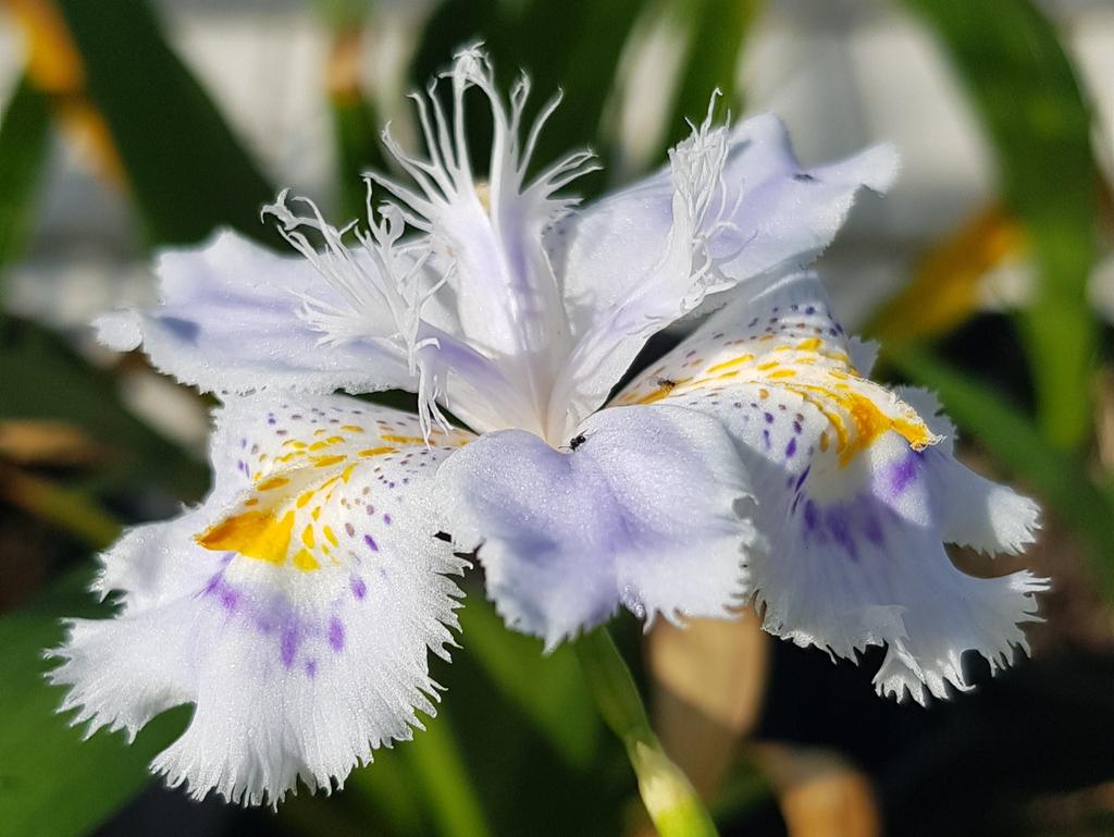 OK, so it might have a slightly gangly habit and only flowers for a couple of weeks in spring but I think the delicate blooms of Iris confusa are undeniably beautiful. <a href="/GWandShows/">BBC Gardeners World</a> <a href="/GWmag/">BBC Gardeners' World Mag</a> <a href="/GdnMediaGuild/">Garden Media Guild</a> #flowers #spring #gardens #gardening