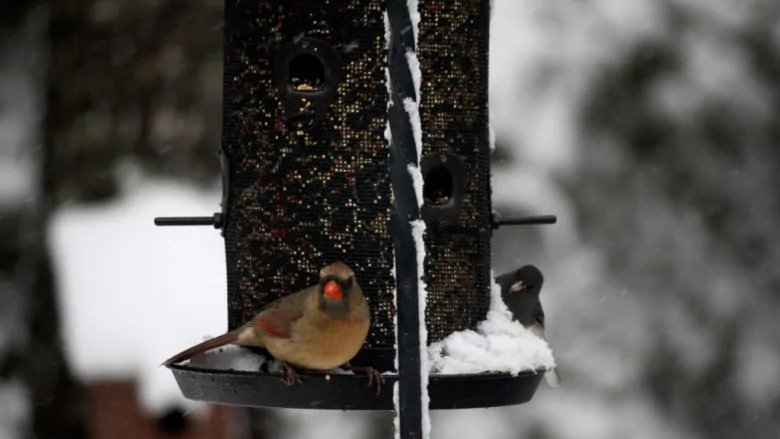 Cbc Newfoundland And Labrador On Twitter A St John S City