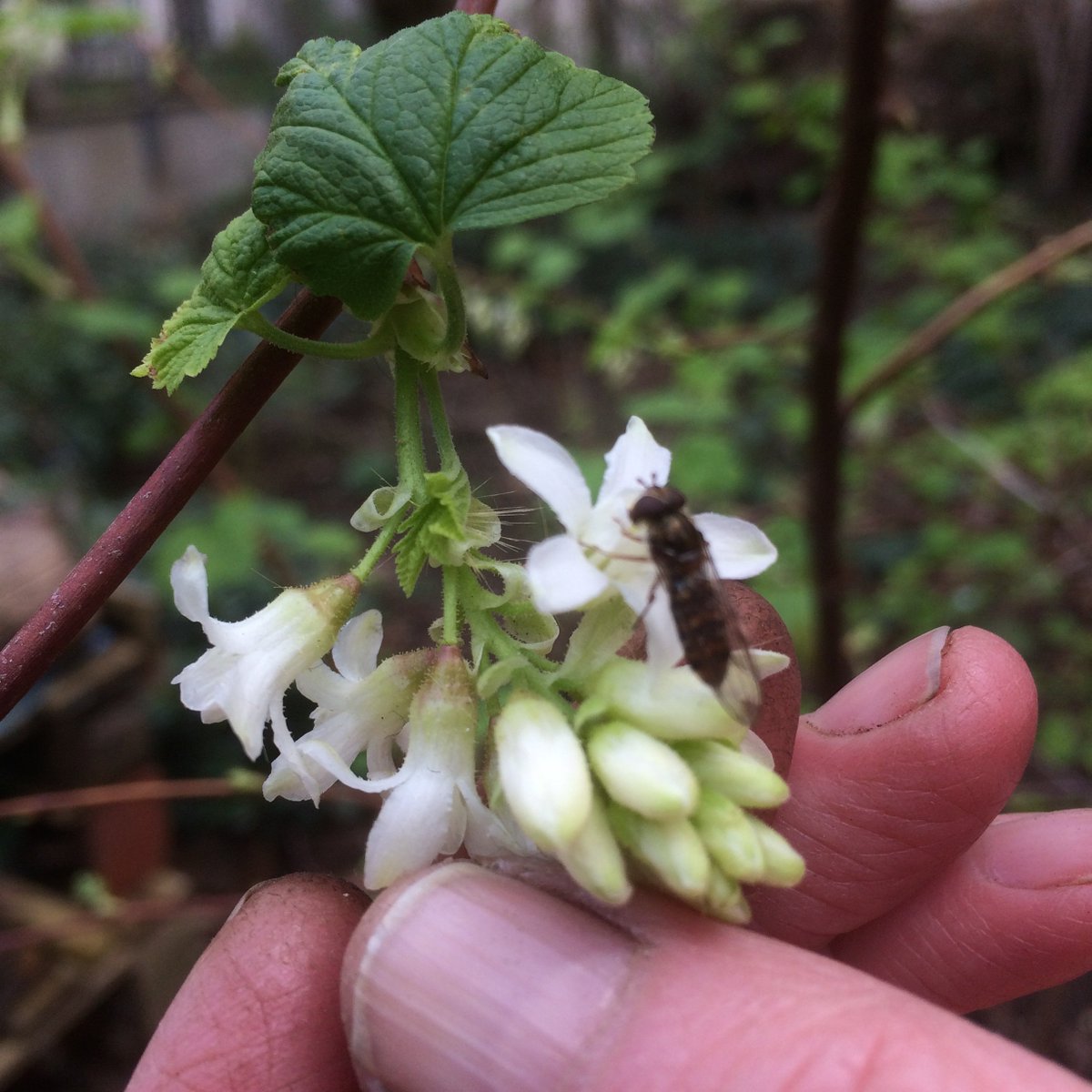 phoeb0's tweet photo. Blackthorn, cornflower &amp; white-flowered currant (with busy hoverfly) spotted in Barbican Wildlife Garden this morning. Blackthorn blossom is everywhere at the moment &amp; early spring #bees love it. @BarbicanWLG #rewildinglondon https://t.co/FskSfB5d9G
