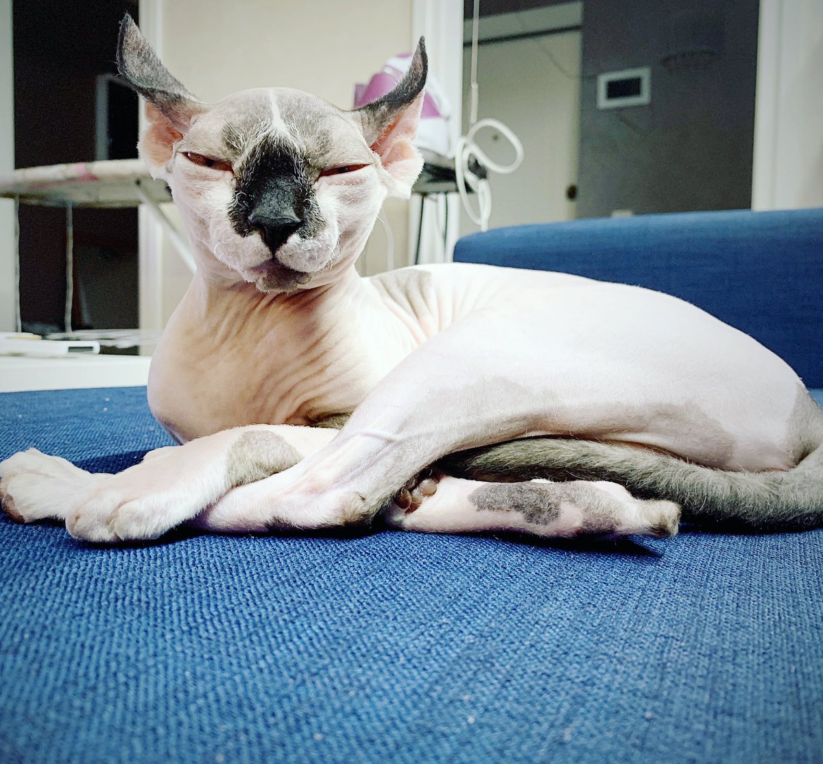 AlfuniaE's tweet photo. #cats_of_instagram #elfcat #elfsphynx #elfsphynxofinstagram
#inscatgramers #sphynxlair
#elfcatkitten #elfcats https://t.co/MHm8zfE8Qy