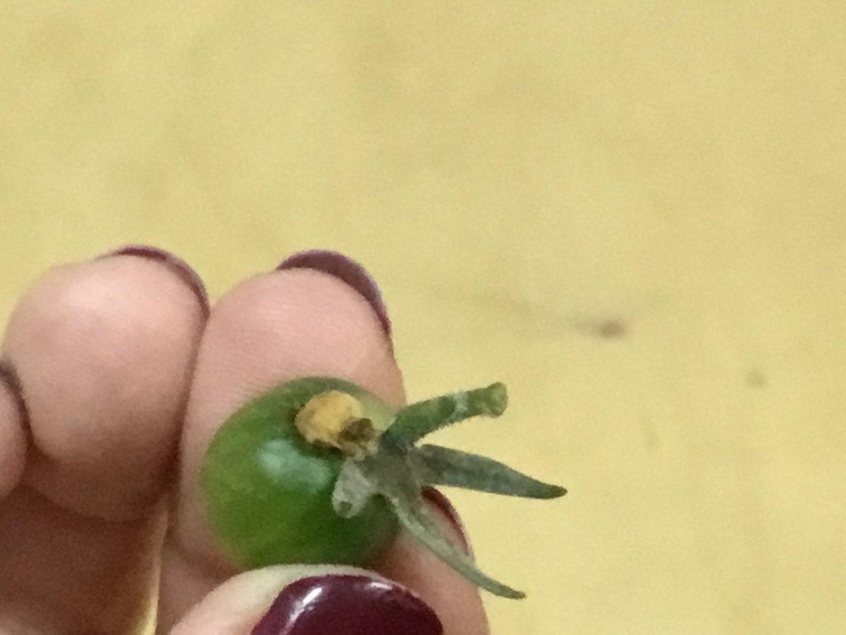 DESSyear5's tweet photo. #DESS_YearFive, The Hungry Caterpillar from the Year 5 DESS Garden https://t.co/CbOWM7PpZm