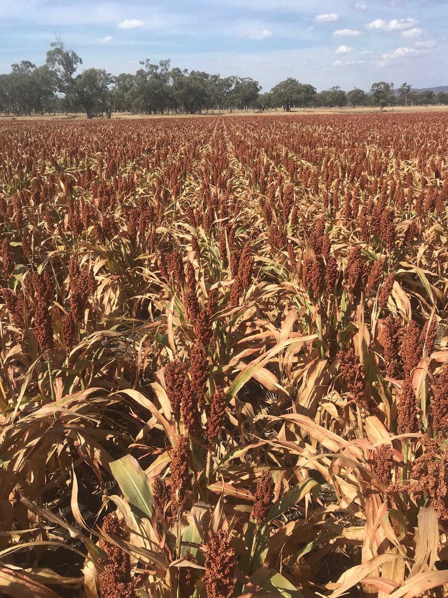 Bundellafella's tweet photo. G33 Still hanging on. Pigs have given it their tick of approval though. ⁦@pioneerseedsau⁩ https://t.co/5VEfExOiSR
