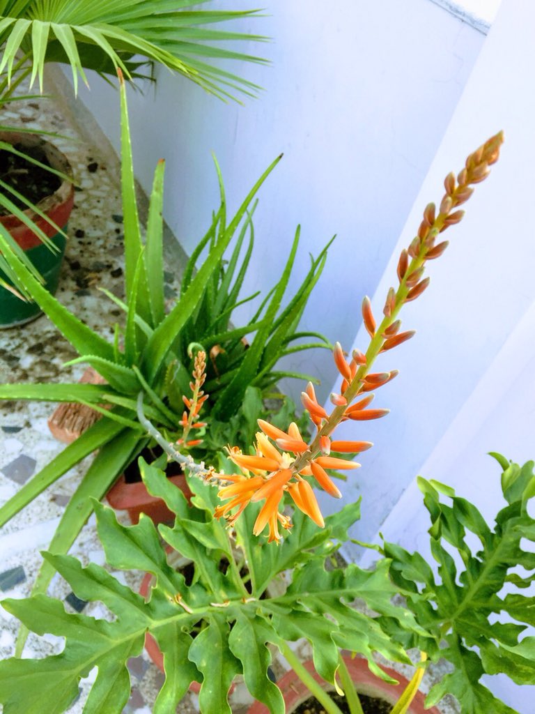nehadamele's tweet photo. Adios Winter ; Hola Spring 🌸 !
🌼 #itsspring #brinjalflower #aloeveraflower #hibiscusflower #neemflower #myplants 🌼 https://t.co/UwD1GEVmCq