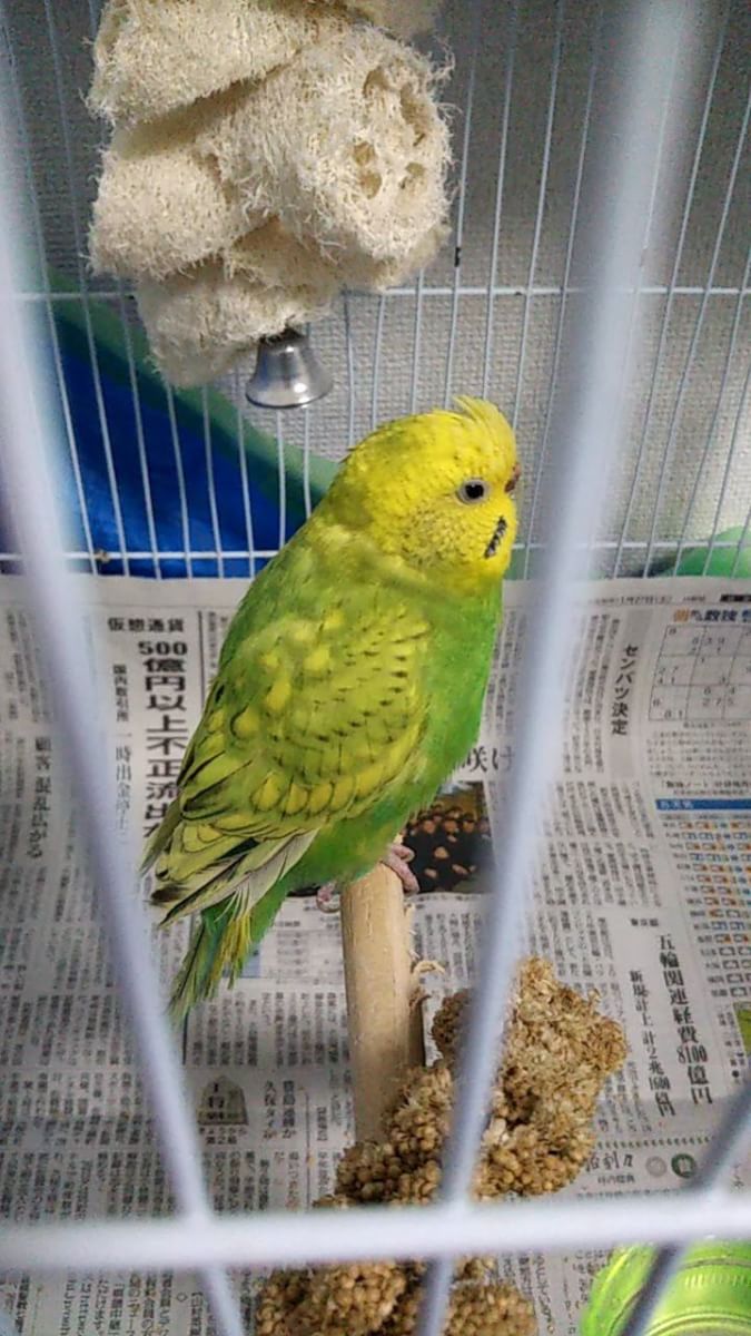 terumaejeje's tweet photo. 拡散希望です！
本日私の妹が買い物帰り、藤沢市石川駒寄公園にてセキセイインコを保護しました！
どなたか心当たりのある方はご連絡よろしくお願いします

このインコちゃんはグリッピングされていなかったようなのでもしかしたらお家から外に出てしまった可能性か高いです https://t.co/jbPPdOkUFc