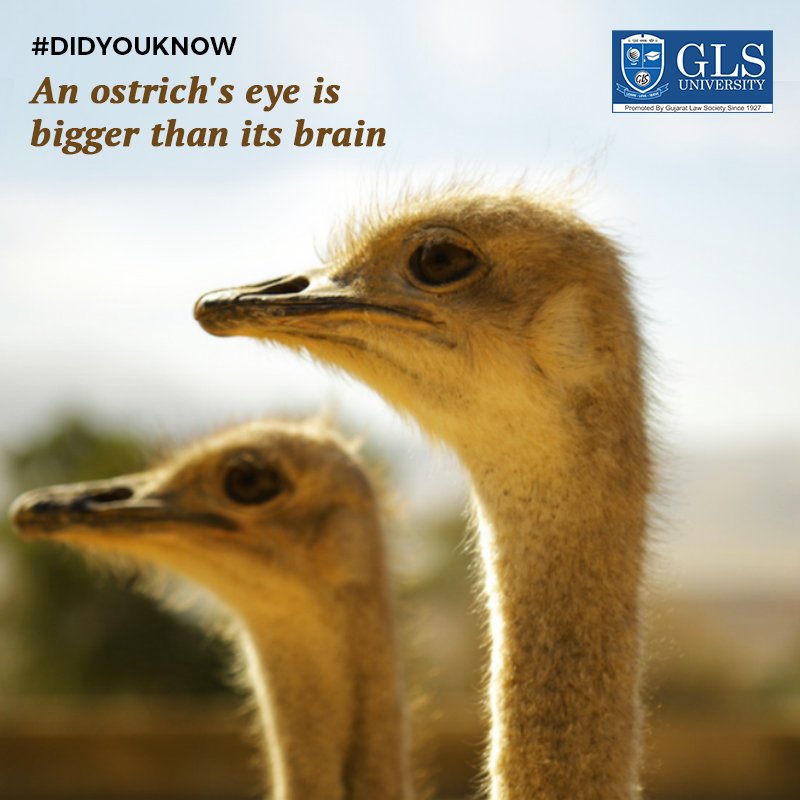 GlsUniversity's tweet image. #Didyouknow
An Ostrich&apos;s eye is bigger than its brain.

#instituteofdesign #designing #GLSUniversity #EducationalInstitute #Ahmedabad #EducationProvider #Ahmedabad_Education #Study #University #Education