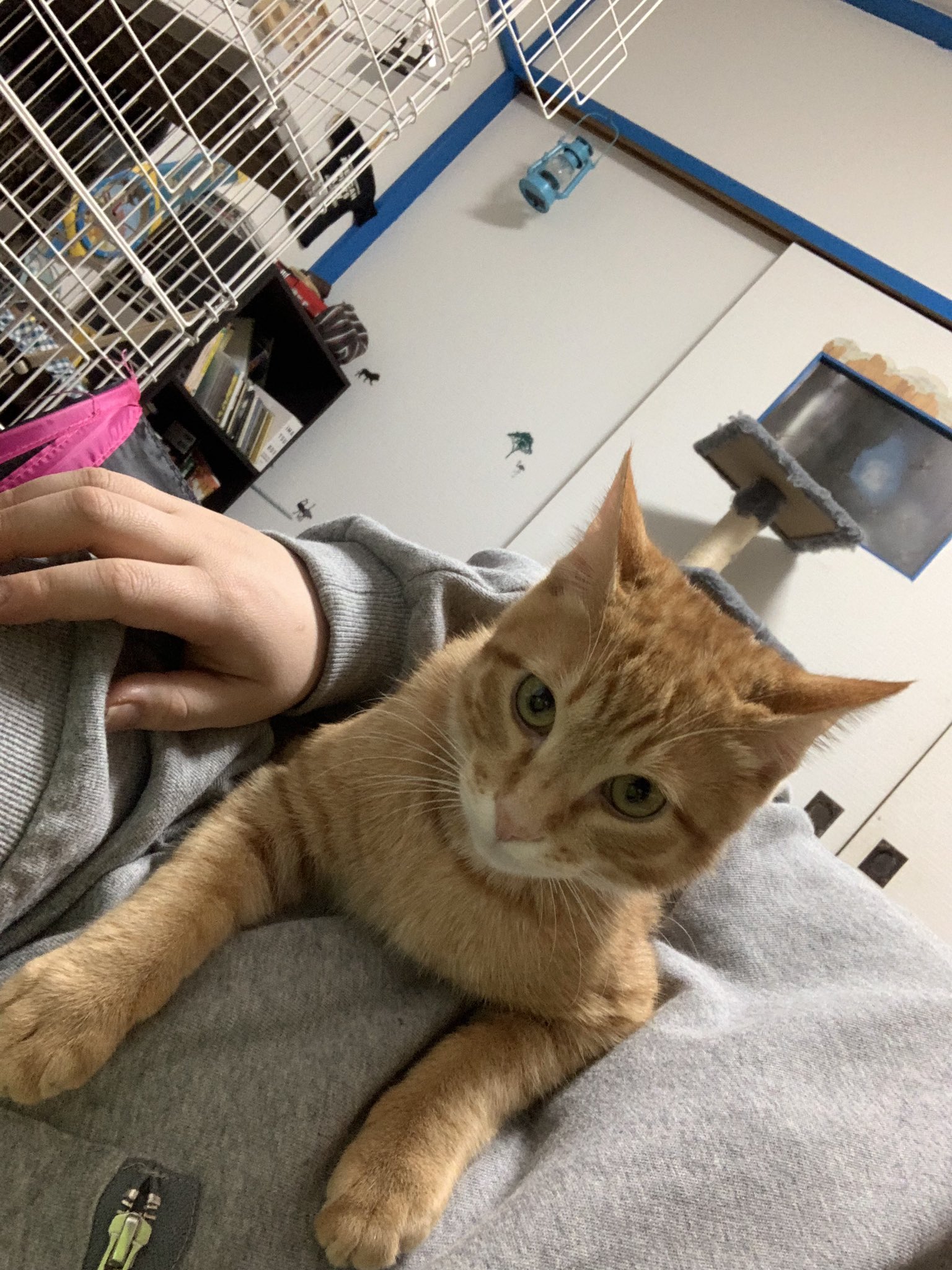 きらきら 猫垢時々愚痴 猫のいる生活 ねこのいる生活 大福 大福丸 ぴりか ぴりちゃん キジトラ 茶トラ 保護猫 捨て猫 可愛い 好き オスとメス 猫 ネコ ちなみに わたし飼い主じゃありません 笑 T Co Jsumgerib8 Twitter