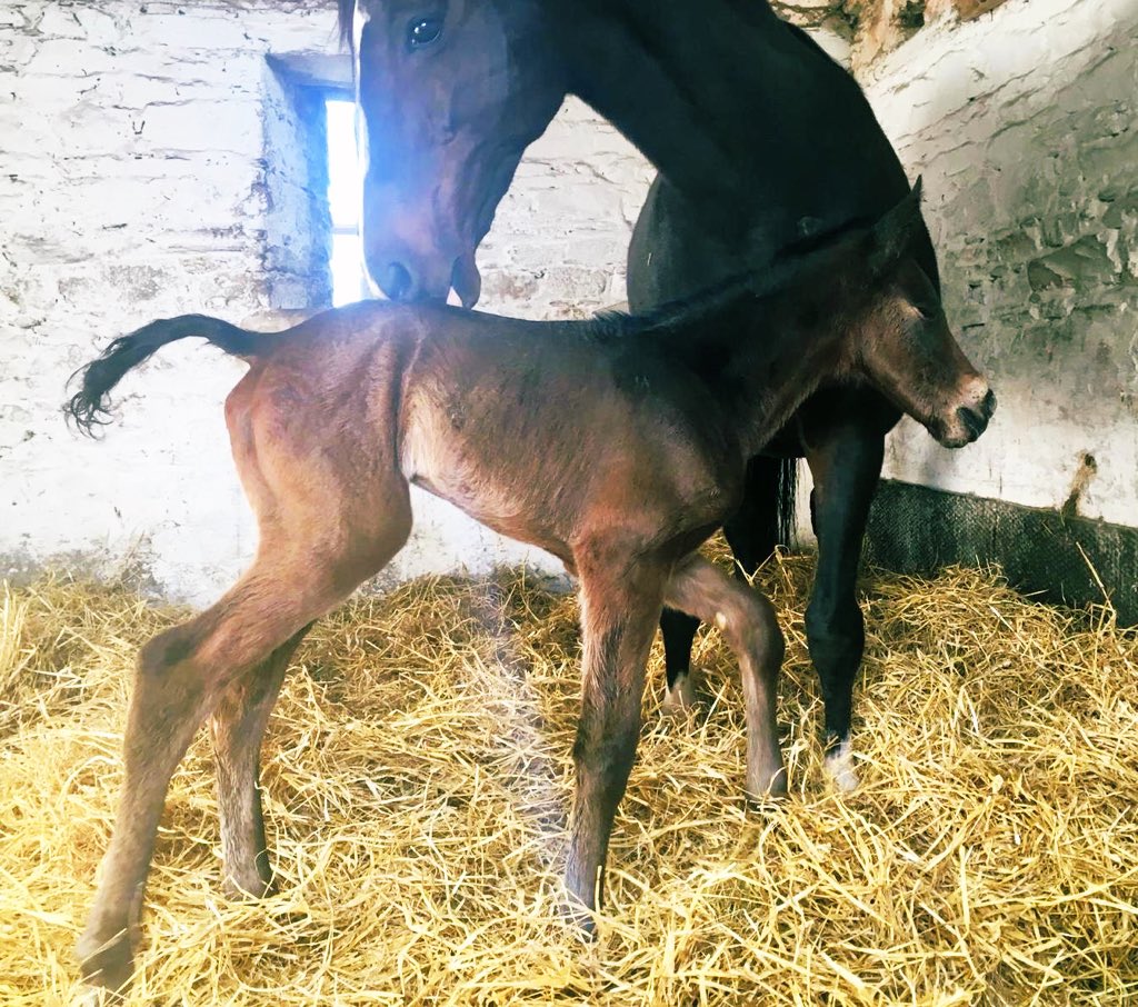 titti_84's tweet photo. Colt from War Command x Udha ( Averti ) #ballinasislastud #foals #allevamentolegi #CoolmoreSires #warcommand https://t.co/PDi8kqjndO