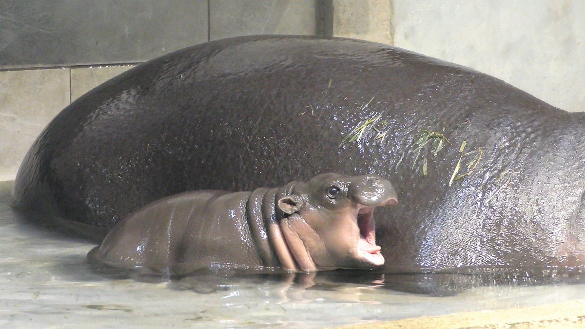 ミニカバ ミニカバ