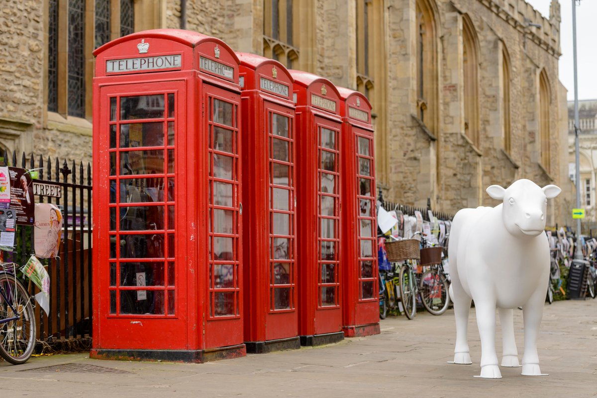 GoGoSafari tweet media