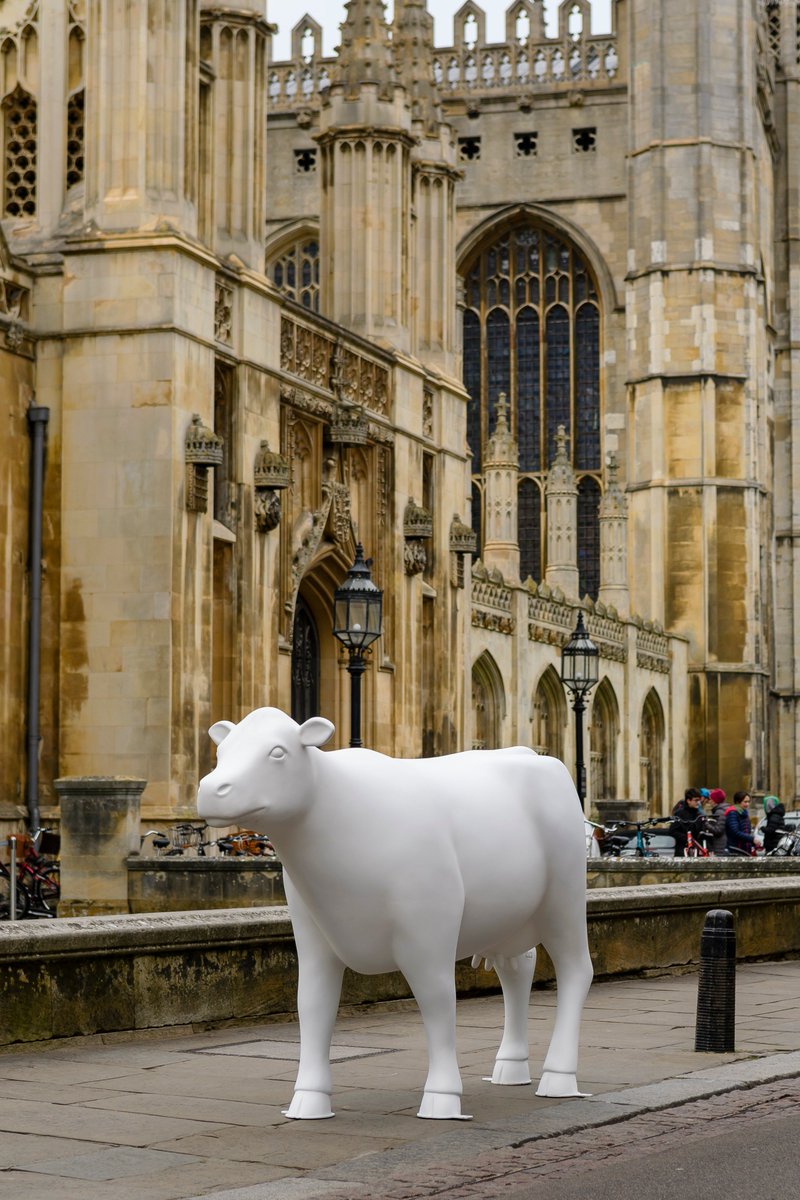 GoGoSafari tweet media