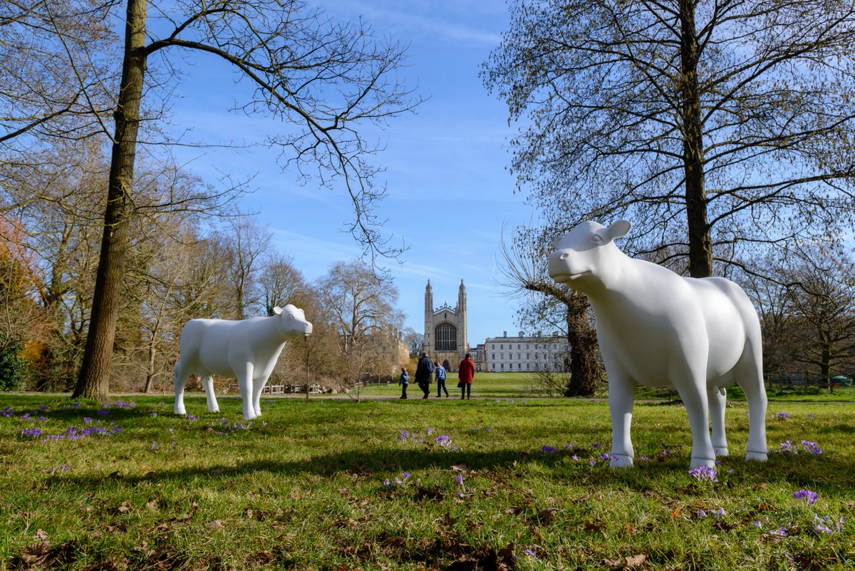 GoGoSafari tweet media