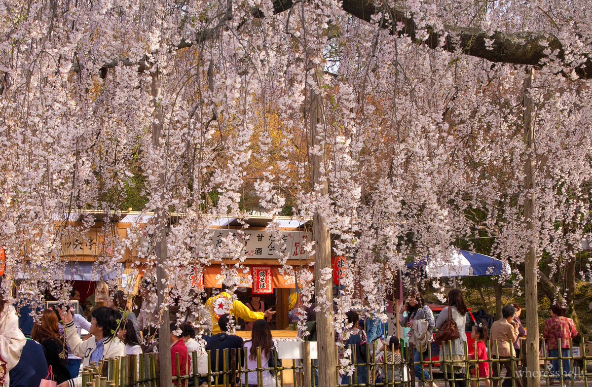 wheresshelly ✈ tweet media