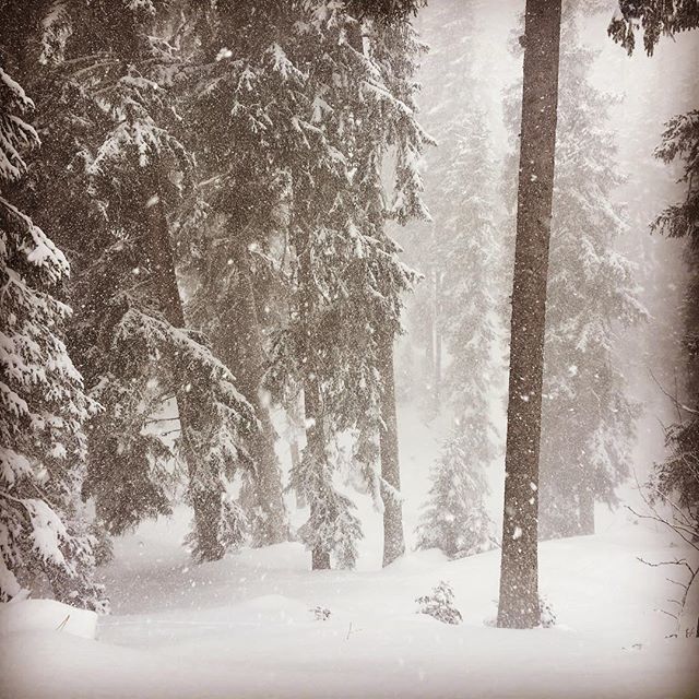 AlpineEscape's tweet photo. Sticking to the trees on a snowy day!  #LoveLaTania #LaTania #treeruns #snow #ski https://t.co/Qz3X1xANNN https://t.co/SU983eoxH7