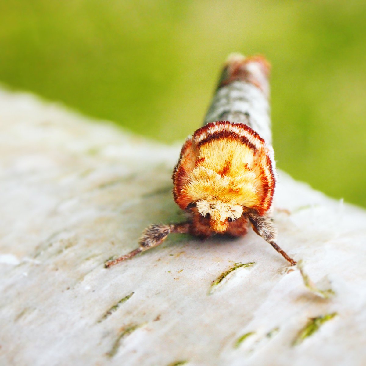 Moths are as hot as butterflies; a fact file👇

1⃣Canary-shouldered Thorn (Ennomos alniaria)- AKA THIS IS 100% A POKEMON

2⃣Poplar Hawk-moth (Laothoe populi)- AKA fluffy percher

3⃣Buff tip (Phalera bucephala)- AKA twig impersonator

MOTHS 👏ARE👏ACE👏#MothsMatter #springwatch