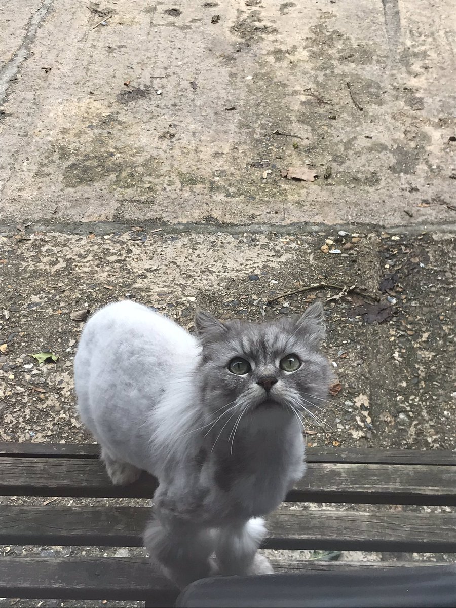 Cattery121's tweet photo. Who said that 🤔.......#Dennis https://t.co/AmCdyaTfmL