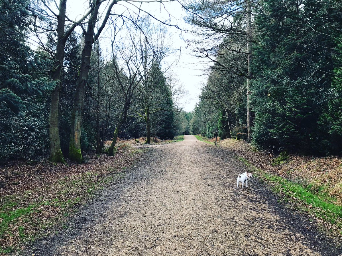 StuLaurieWriter's tweet image. A break from script editing to walk the beast. #dog #digs #scriptediting #screenwriter #screenwriterslife #aliceholtforest #dogwalk #film #filmmaker #screenplay #jackrussell
